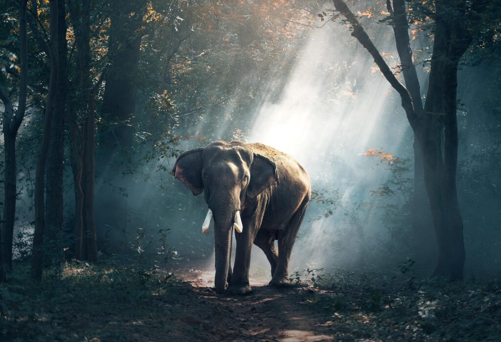 West African elephant walking through a sunlit forest.